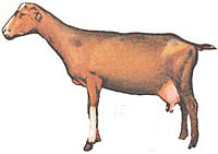 
Milking goat: La Mancha.
